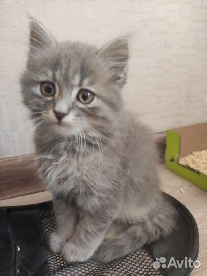 Ласковый котик в добрые руки