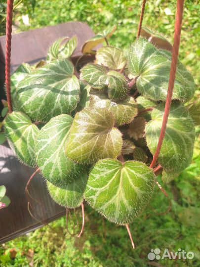 Портулак домашний