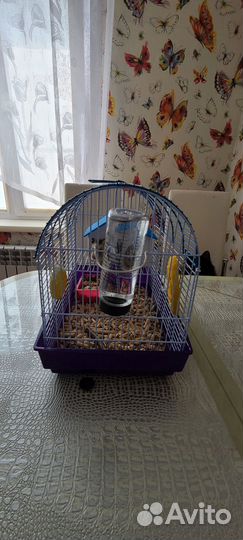 Хомяк короткошерстный, белый, с клеткой