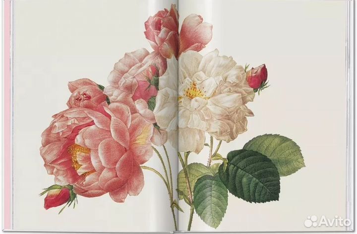 Roses. Pierre-Joseph Redoute