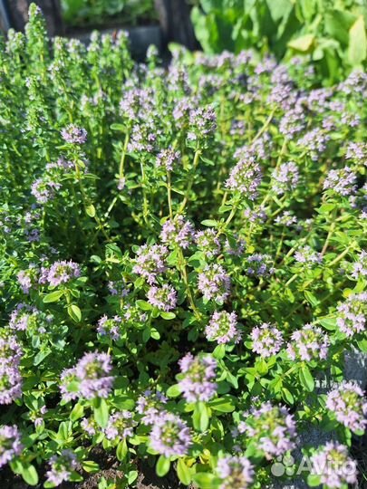 Чабрец (тимьян)