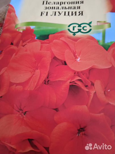 Герань пеларгония