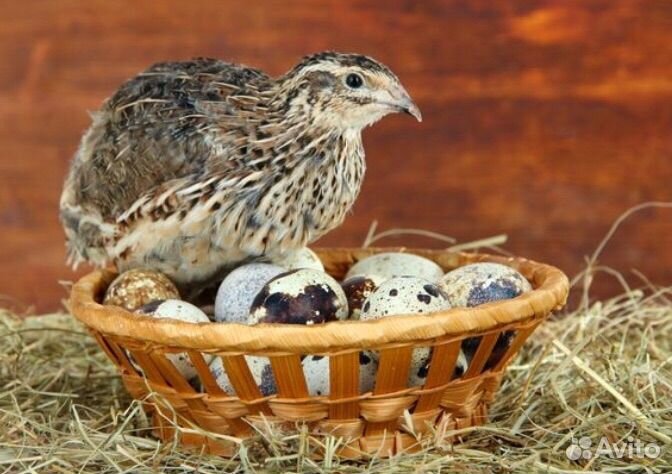 Мясо Перепелов, Кролика, Мулардов Цесарки. Кур