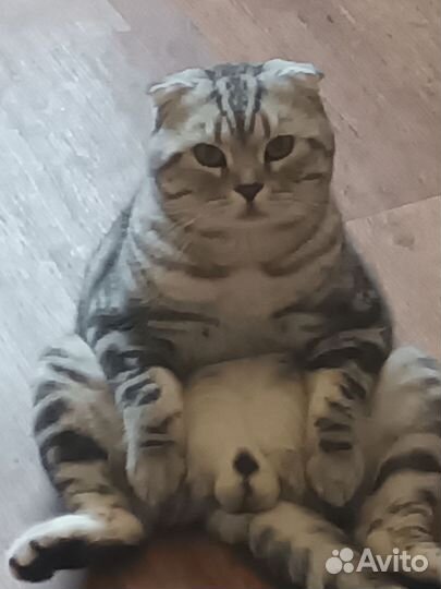 Вязка с вилоухим Шотландским котом