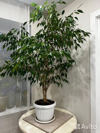 Фикус бенджамина большой