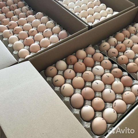 Инкубационное яйцо бройлера