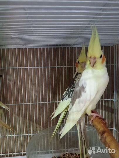 Попугай корелла