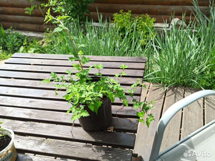 Стефанандра(саженцы с зкс)