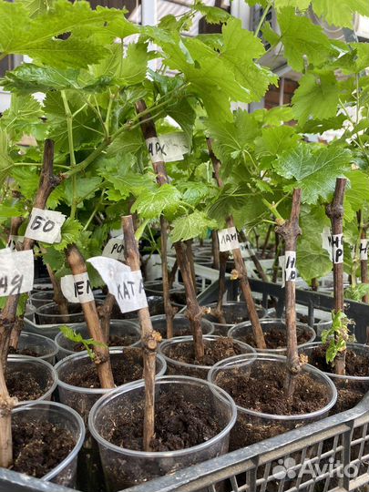 Саженцы винограда(вегетирующие)