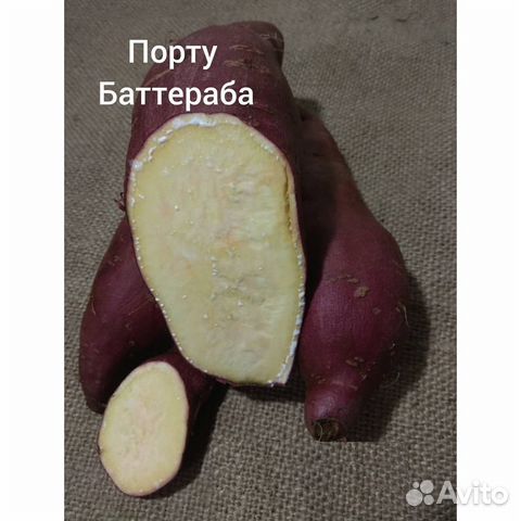 Батат семенные клубни купить в Новосибирске | Товары для дома и дачи ...