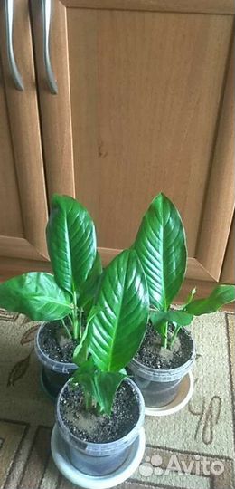 Спатифиллум