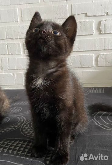 Котята ищут дом