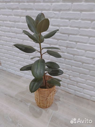 Фикус каучуконосный 85 см