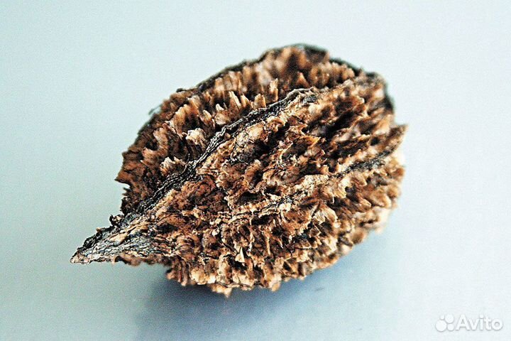 Орех серый - Саженцы