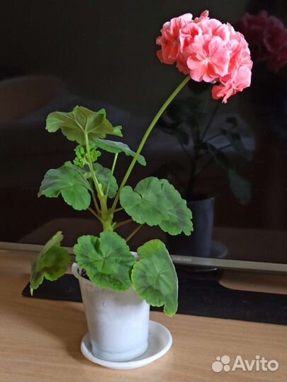Герань пеларгония
