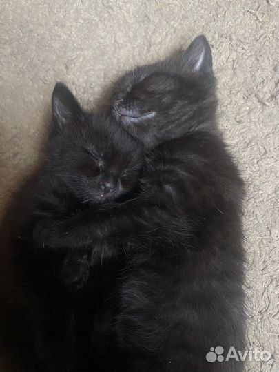Отдам котят
