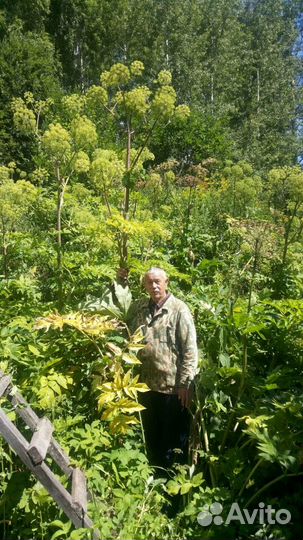 Мёд дягилевый