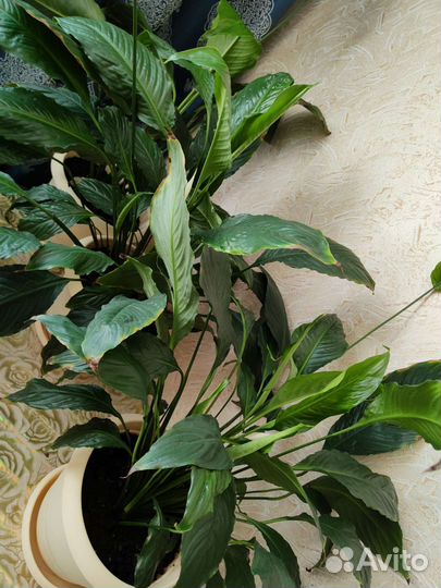 Спатифиллум