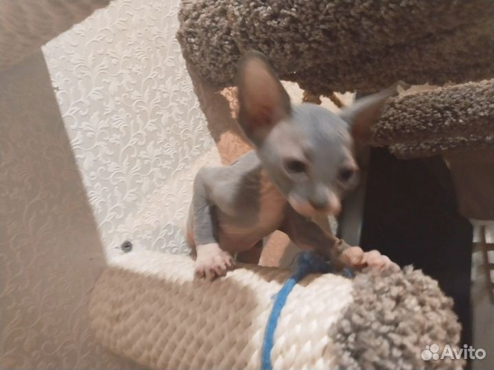 Канадский Сфинкс котенок