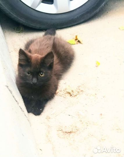 Котенок в добрые руки