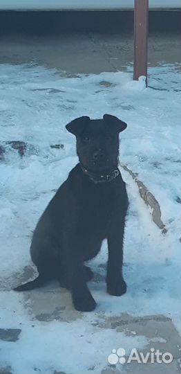 Умная и добрая собачка Ника