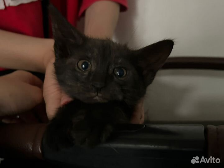 Кошка в дар бесплатно