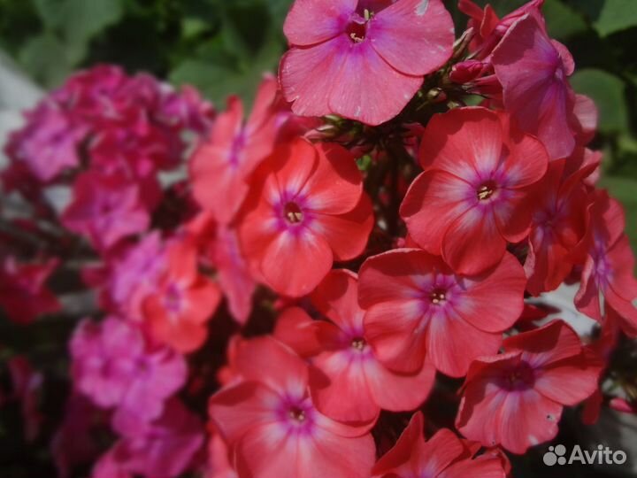 Флоксы метельчатые (разные)