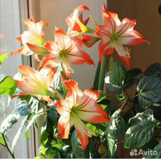 Гиппеаструм амариллис луковицы