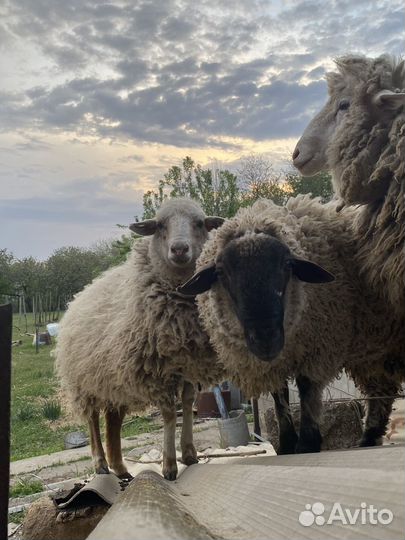 Баран живой
