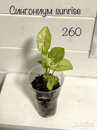 Сингониум и калатея нетворк