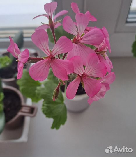 Пеларгония герань