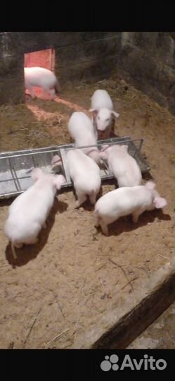 Поросята ландрас