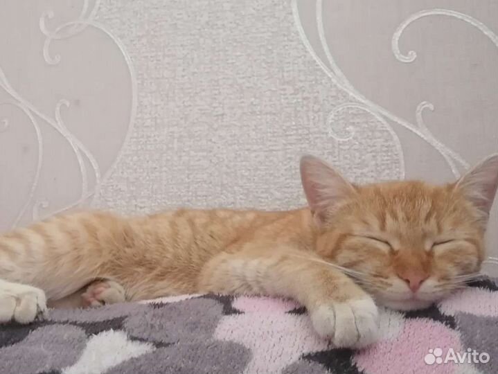 Кошка в добрые руки