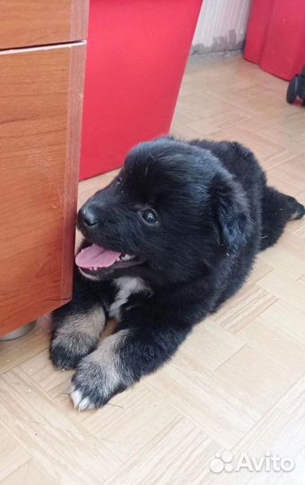 Щеночек-мальчик