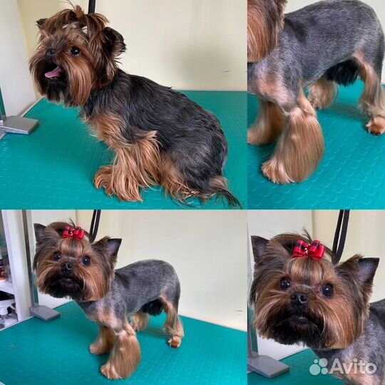 Стрижка,груминг и уход для собак и кошек