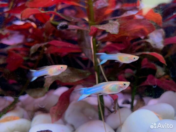 Рыбки Гуппи эндлера голубое золото, анциструсы