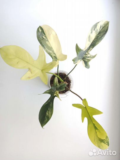 Филодендрон Magic mask