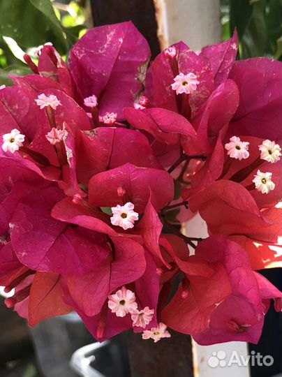 Коллекционные и базовые сорта