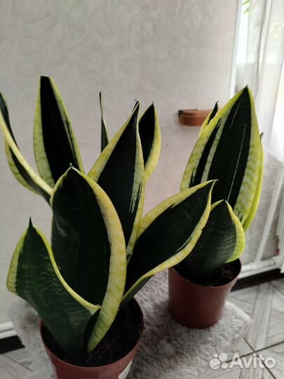 Сансевиерия