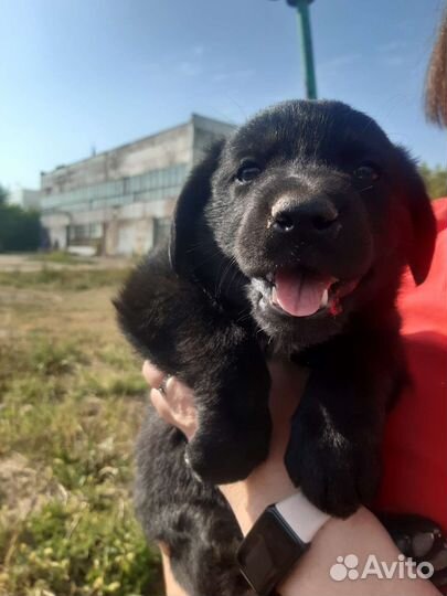 Щенки во двор