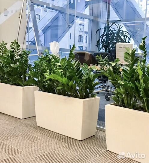 Озеленение офисов