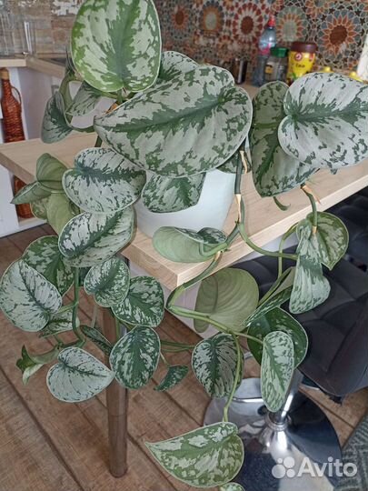 Сциндапсус