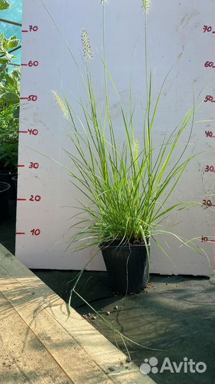 Императа ред барон, Пеннисетум, Осока