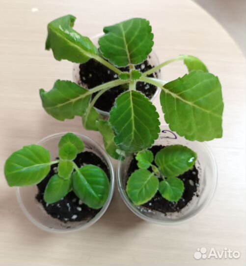 Глоксиния махровая 4 цвета #комнатные цветы