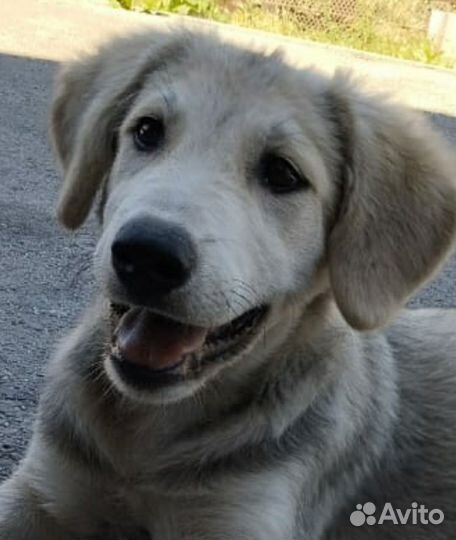 Щенок помесь лабрадора