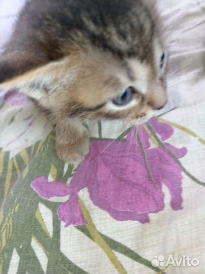 Бесплатно котят