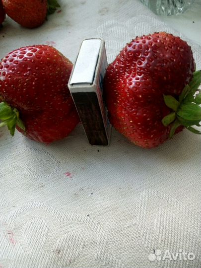 Чамора туруси, Альба, Азия,Купчиха, фестивальная