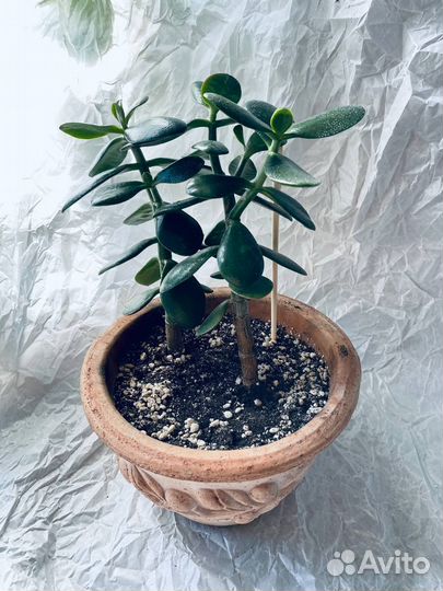 Денежное дерево, толстянка