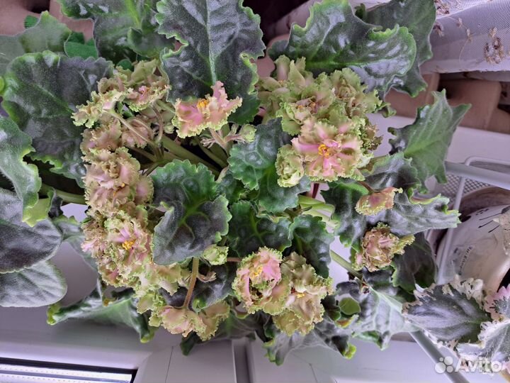 Сортовые фиалки