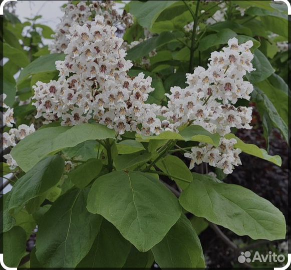 Саженцы катальпы